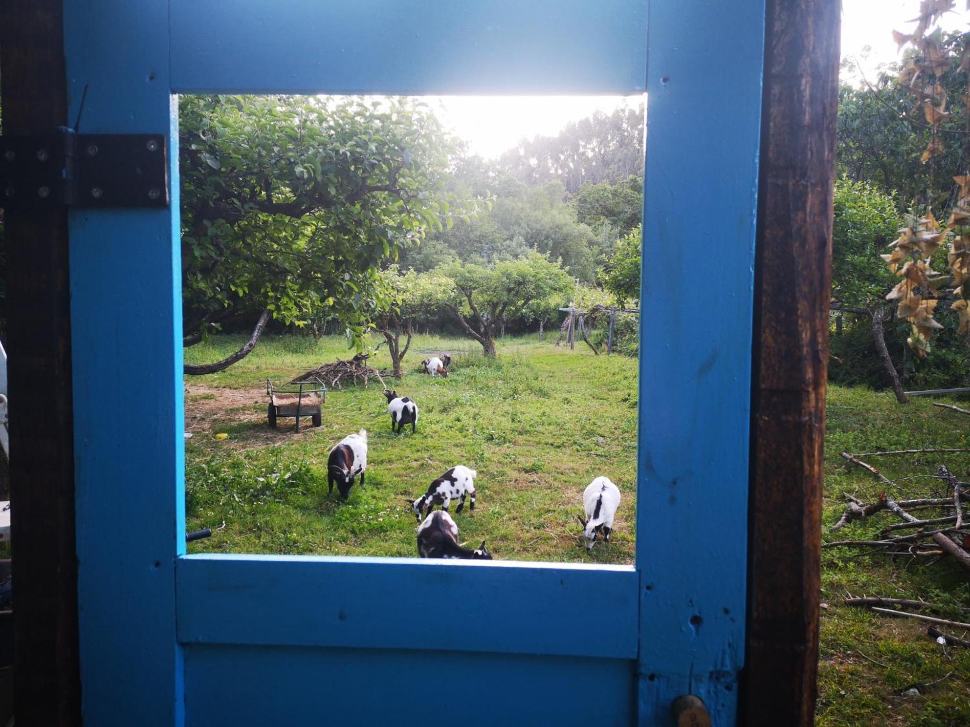 Quinta Das Aguias 아베이루 외부 사진